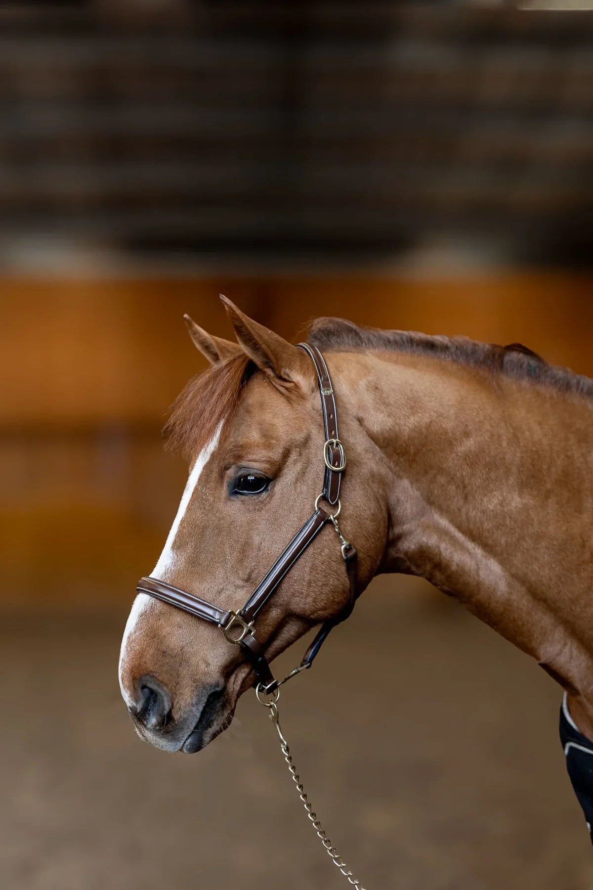 HFI Halter little groom