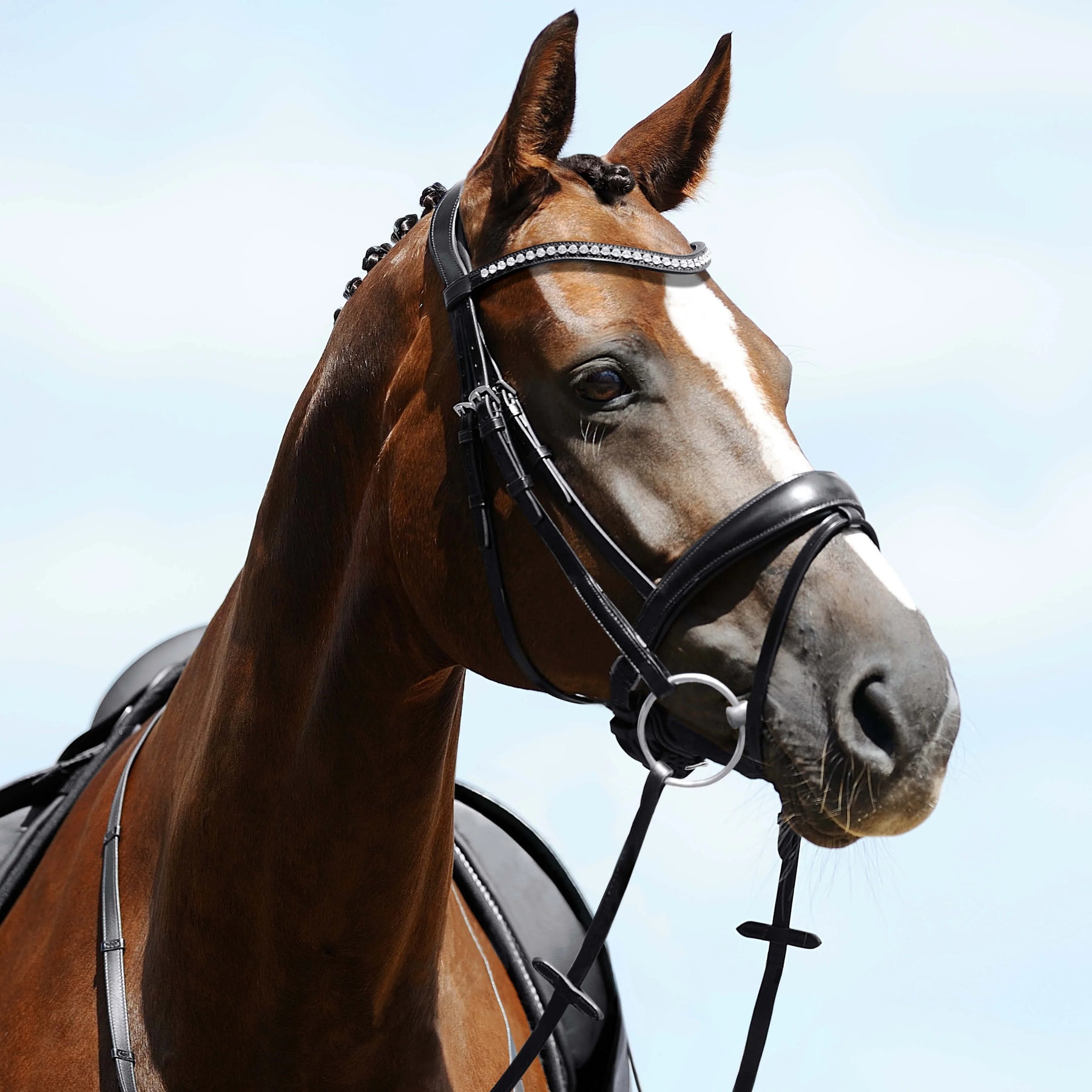 Passier atlas snaffle bridle