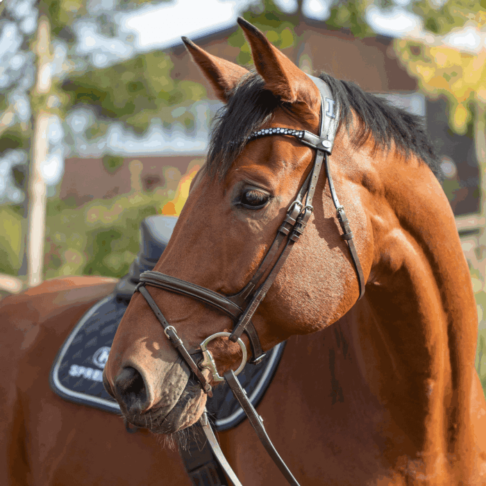 Herm. Sprenger novocontact eggbut bit with D-shaped rings 14 mm single jointed sensogan 40343 - HorseworldEU