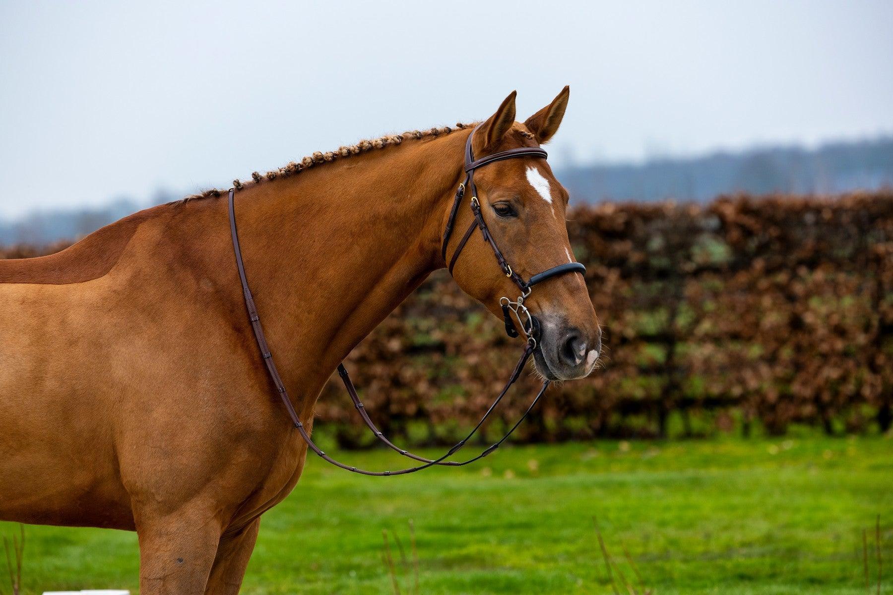 Trust Hickstead Hackamore bridle - HorseworldEU